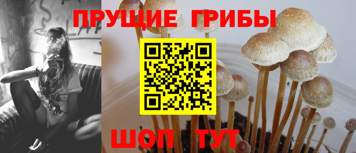 Шадринск  Псилоцибиновые грибы мухоморы  наркошоп  Псилоцибиновые грибы Magic Shrooms  Вход с VPN 